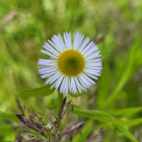 Žana Logopedė-specialioji pedagogė