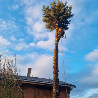 Medžio Kvapas Medžių pjovimas-genėjimas Medžio Kvapas Medžių pjovimas-genėjimas
