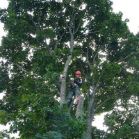 Arnas Bam Avariniu medžių pjovimas, vaismedžių genejimas.