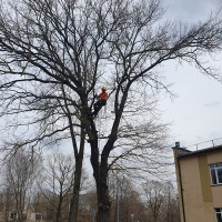 Almantas Siliūnas Medžių genėjimas, Medžių pjiovimas Almantas Siliūnas Medžių genėjimas, Medžių pjiovimas