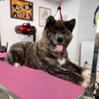 Urbonavičiūtė Simona Naminių gyvūnų kirpimas