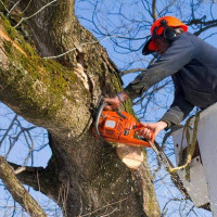 UAB Danesa ir partneriai Medžių Pjovimas. Šakų Išvežimas, Kelmų Frezavimas. UAB Danesa ir partneriai Medžių Pjovimas. Šakų Išvežimas, Kelmų Frezavimas.