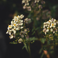 Simona Jašauskytė Augalų priežiūra - namuose, ofisuose, įstaigose.