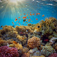 remigijus Glaistymas,dažymas,tapetavimas.