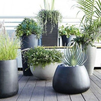 MB Čigono daržas Interjero apželdinimas ir periodinė augalų priežiūra