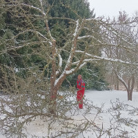 Linute Tumiene Vaismedziu Genejimas Linute Tumiene Vaismedziu Genejimas