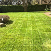 Regimantas Vejos priežiūra, pjovimas, tręšimas, purškimas