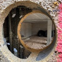 uabaremi Skyliu grezimas,angu pjovimas