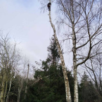 Romas Murauskas Medžių pjovimas(pavojingų)