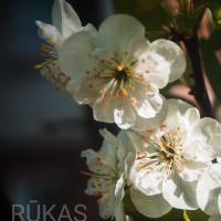 Ruta Kasiliauskaite Ruta Kasiliauskaite