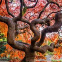 Simonas Bitinas Genime Vaismedžius