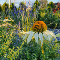 Gėlių banga | Miglė Kraštovaizdžio projektavimas
