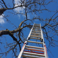 Ramūno sodo darbai Skarifikavimas(aeravimas) , žolės pjovimas