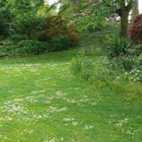 vejos priežiūros paslaugos Vejos skarifikavimas, aeravimas, tręšimas, pjovimas