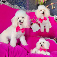 Sunrise Alba Šunų kirpykla Bella