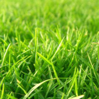 R Pjovimas trimeriu žoliapjove tręšimas piktž. naikinimas t.t