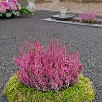 Ramybės Sodas Kapų tvarkymas ir priežiūra visus metus