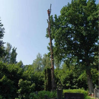 Saugus Pjuvis Saugus Pjūvis. Avaringų Medžių Pjovimas Genėjimas Arboristai