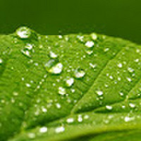 Inga Juodvalkienė Kambarinių augalų priežiūra ir interjero želdinimo darbai