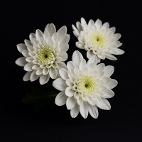 Liucija Baltienė Kapų priežiūra Panevėžio regione.