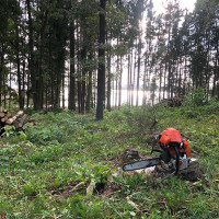 155914 Medžių, krūmų pjovimas, genėjimas, apleistų sklypų tvarkymas