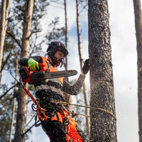 Medis Senolis Medžių pjovimas, genėjimas, kraštovaizdžio priežiūra