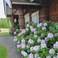 Gitana Rąstinės sodybos nuoma