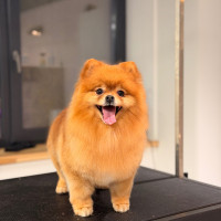 Šunų kirpykla Šunų kirpimas, trimingavimas, nukailinimas Kaune