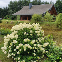 Vytautas Sodybos Pirties Kubilo Nuoma sodyba nuomai poilsiui šventėms