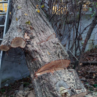 Eugenijus Samulionis Medžių pjovimas, genėjimas, avarinių medžių šalinimas