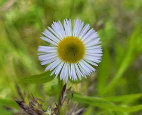 Logopedai - Logopedė