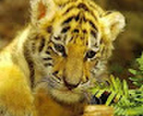 Skaldytos malkos - Parduodama malkos