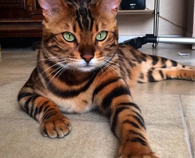 Smulkūs elektros darbai - Eletros plytu ir indaploviu prijungimas, litavimo paslaugos