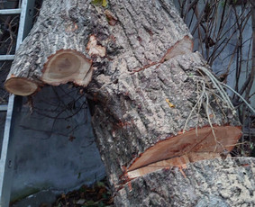 Medžių pjovimas, genėjimas, avarinių medžių šalinimas - Medžių genėjimas, pjovimas Medžių genėjimas, pjovimas - Medžių pjovimas, genėjimas, avarinių medžių šalinimas