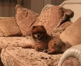 Įmonių pardavimas - Parduodu UAB Su Pvm