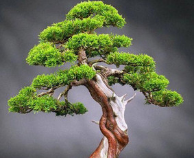 Medžiu ir augalijos prežiura - Medžių genėjimas, pjovimas Medžių genėjimas, pjovimas - Medžiu ir augalijos prežiura