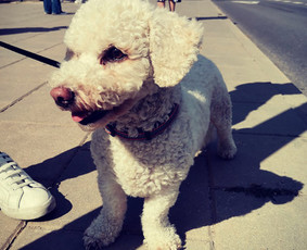 Paslaugos augintiniams - Draugiško gyvūnėlio prižiūrėtoja