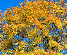 Aplinka, sodas - Vaismedžių, vaiskrūmių genėjimas
