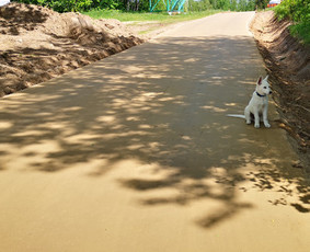 Žemės kasimas, lyginimas - Kelio pagrindų įrengimas.