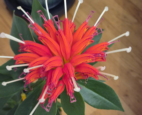 Aplinkos tvarkymas, apželdinimas - Genėjimas, pjovimas, sodinimas,apl tvarkymas