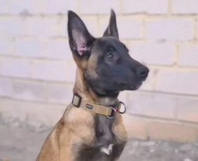 &Scaron;unų dresuotojai - Dresūra Panevežyje ir raj.