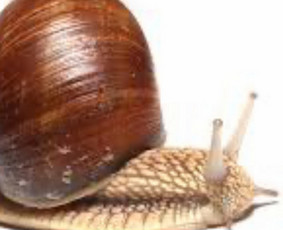 Sraigių auginimas ir pardavimas - Vynuoginių sraigių supirkimas