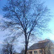 Medžių genėjimas