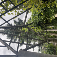 Reikia paremontuoti pergola, ant kurios auga vynuoges