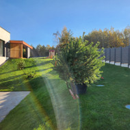 Pušies pernešimas. Lindiniškės, Vilniaus raj.
