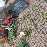 Kapų tvarkymas, priežiūra