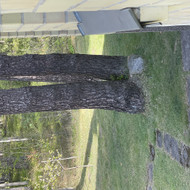 Arboristas