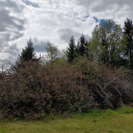 Šakų išvežimas, Kauno rajonas, Rokai