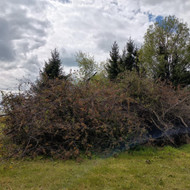 Šakų smulkinimas