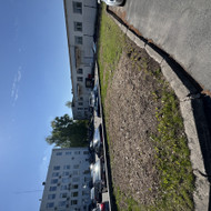Vejos sutvarkymas ir apželdinimas